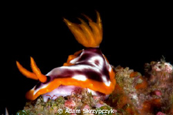 Hypselodoris purpureomaculosa (i think) by Adam Skrzypczyk 